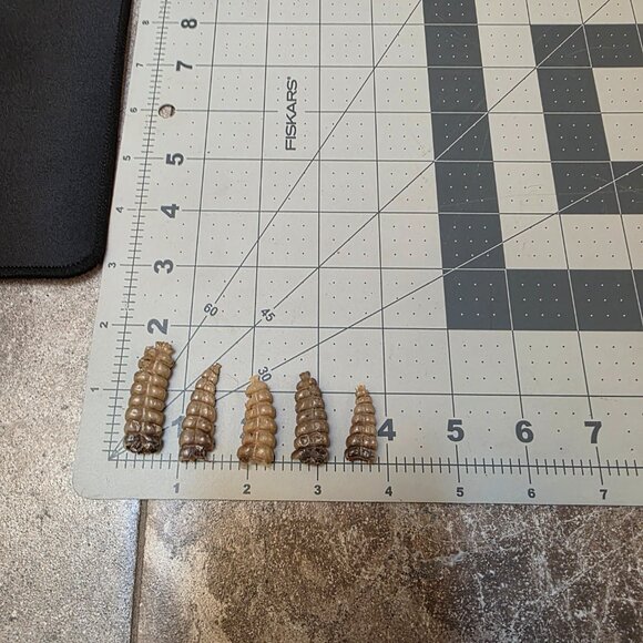 5 lot Rattlesnake Rattles Taxidermy Diamondback Sidewinder - Picture 3 of 3